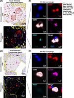 iNOS Antibody in Immunohistochemistry (IHC)