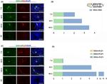 PLZF Antibody in Immunohistochemistry (IHC)