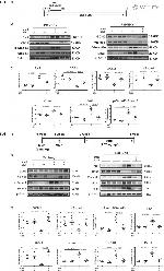 VE-cadherin Antibody in Western Blot (WB)