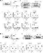 VE-cadherin Antibody in Western Blot (WB)