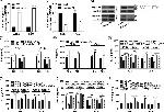 SIGLEC15 Antibody in Western Blot (WB)