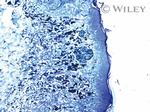 GRPR Antibody in Immunohistochemistry (IHC)