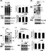 DYKDDDDK Tag Antibody in Western Blot (WB)