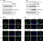 SQSTM1 Antibody in Western Blot, Immunocytochemistry (WB, ICC/IF)