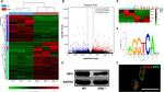 Estrogen Receptor beta Antibody in Immunocytochemistry (ICC/IF)