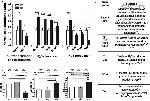 CBS Antibody in Western Blot (WB)