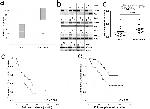 CYP4A11 Antibody in Immunohistochemistry (IHC)