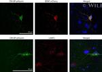 LAMP2 Antibody in Immunocytochemistry (ICC/IF)