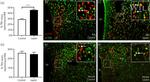 TRH Antibody in Immunohistochemistry (IHC)