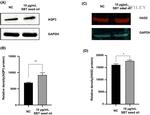 Aquaporin 3 Antibody in Western Blot (WB)