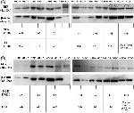 14-3-3 theta Antibody in Western Blot (WB)