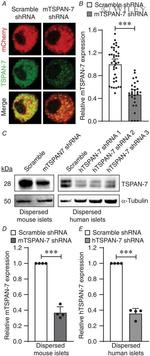 alpha Tubulin Antibody in Western Blot (WB)