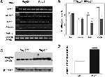 ANGPTL4 Antibody in Western Blot (WB)