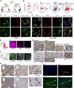 CD34 Antibody in Immunocytochemistry, Immunohistochemistry (ICC/IF, IHC)