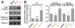 GSK3 alpha/beta Antibody in Western Blot (WB)