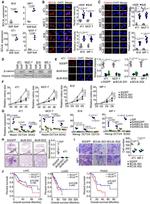 BCL9L Antibody in Immunocytochemistry (ICC/IF)