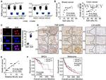 BCL9L Antibody in Immunocytochemistry, Immunohistochemistry (ICC/IF, IHC)