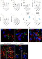 Calnexin Antibody in Immunohistochemistry (IHC)