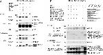 NMDAR2A Antibody in Western Blot (WB)