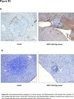 CD3e Antibody in Immunohistochemistry (IHC)