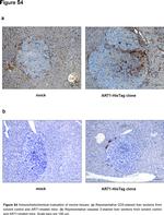 CD3e Antibody in Immunohistochemistry (IHC)