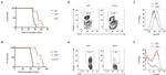 Granzyme B Antibody in Flow Cytometry (Flow)