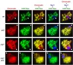 NSR1 Antibody in Immunocytochemistry (ICC/IF)