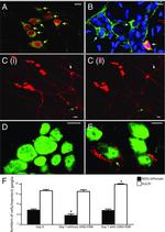 nNOS Antibody in Immunocytochemistry (ICC/IF)