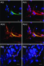 nNOS Antibody in Immunocytochemistry (ICC/IF)