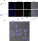 EEA1 Antibody in Immunocytochemistry (ICC/IF)