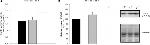 VEGF Antibody in Western Blot (WB)