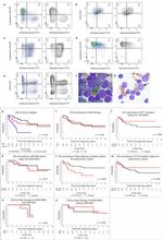 CD45 Antibody in Flow Cytometry (Flow)