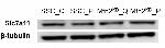 SLC7A11 Antibody in Western Blot (WB)