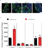 Somatostatin Antibody in Immunocytochemistry (ICC/IF)