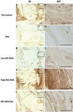 iNOS Antibody in Immunohistochemistry (IHC)