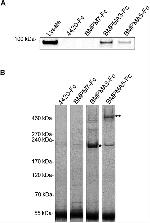 AHNAK Antibody in Western Blot, Immunoprecipitation (WB, IP)