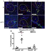 Phospho-ETS1 (Thr38) Antibody in Immunocytochemistry (ICC/IF)