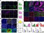 ZO-1 Antibody in Immunocytochemistry (ICC/IF)