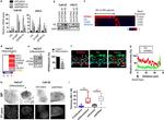 KPNA4 Antibody in Immunocytochemistry (ICC/IF)