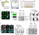 KPNA4 Antibody