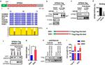 KPNA4 Antibody