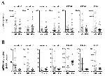 MARVELD2 Antibody in Western Blot (WB)