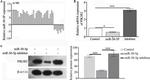 PIK3R2 Antibody in Western Blot (WB)