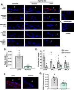 CD54 (ICAM-1) Antibody in Proximity Ligation Assay (PLA) (PLA)