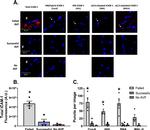 CD54 (ICAM-1) Antibody in Proximity Ligation Assay (PLA) (PLA)