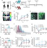 CD45 Antibody in Flow Cytometry (Flow)