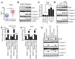 BAK Antibody in Western Blot (WB)