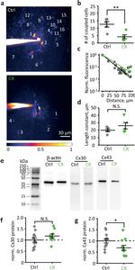 Connexin 30 Antibody in Western Blot (WB)