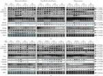 PSD-95 Antibody in Western Blot (WB)