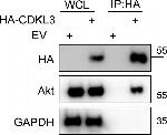 AKT Pan Antibody in Western Blot (WB)